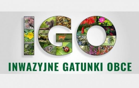 Uwaga! Ważne informacje ws. inwazyjnych gatunków obcych. Grożą wysokie kary