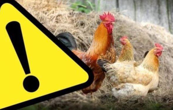 Informacja dla hodowców drobiu w związku z zagrożeniem wystąpienia wysoce zjadliwej grypy ptaków