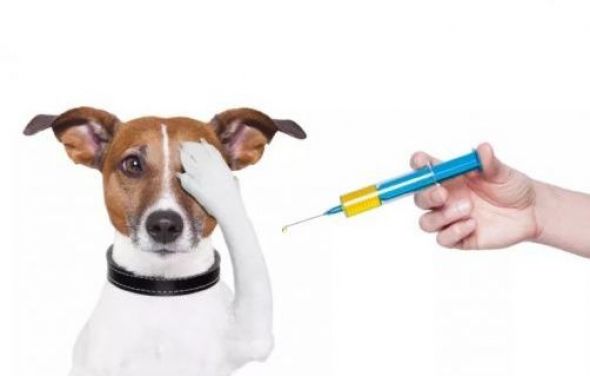 Informacja o szczepieniach psów i kotów