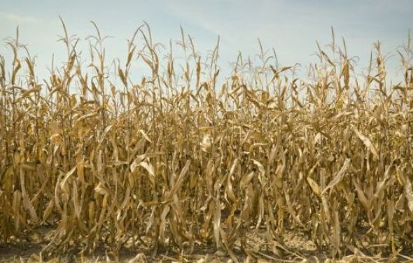 Informacja dla rolników dotycząca szacowania strat spowodowanych suszą w 2019 r.