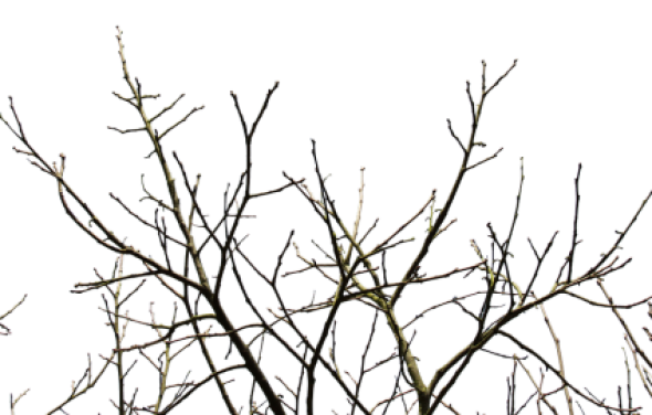 Kurenda w sprawie usunięcia gałęzi wystających poza granice działek