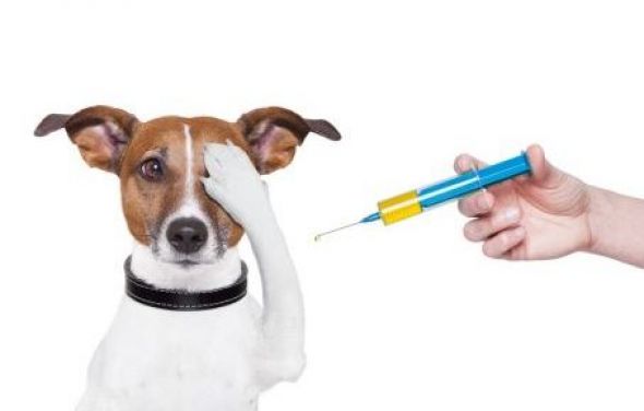 Kurendy w sprawie szczepienia psów i kotów
