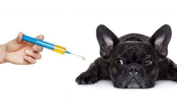 Informacja w sprawie szczepienia psów i kotów