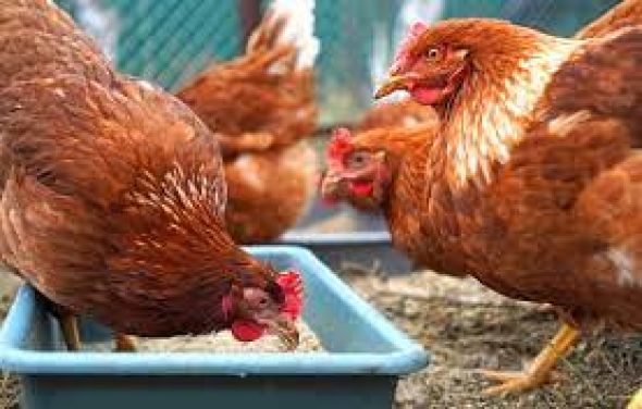 Rozporządzenie w sprawie zarządzenia środków związanych z wystąpieniem wysoce zjadliwej grypy ptaków określające nakazy i zakazy dla wszystkich gospodarstw utrzymujących drób