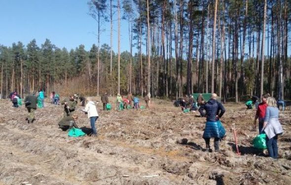 Sadzenie lasu w Nadleśnictwie Dąbrowa