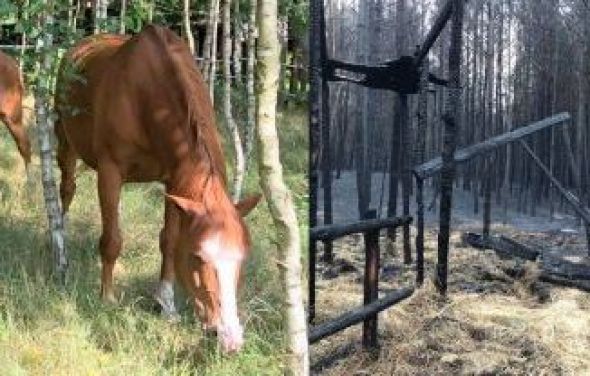 Zbiórka na odbudowę stajni