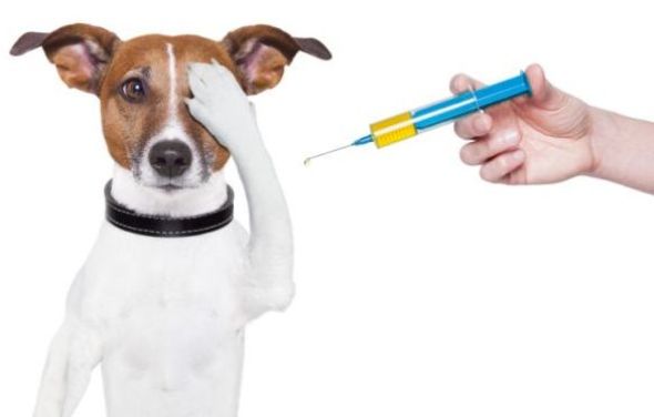 Informacja w sprawie szczepienia psów i kotów 1-3.06.2023 r. oraz 12-15.06.2023 r.