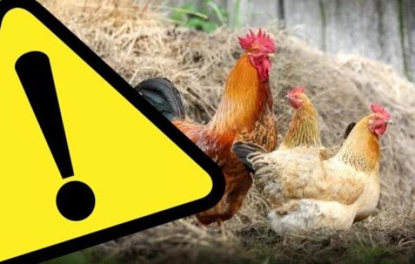 Informacja dla hodowców drobiu w związku z zagrożeniem wystąpienia wysoce zjadliwej grypy ptaków